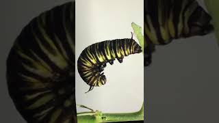 Day 18- How Does The Chrysalis Form?