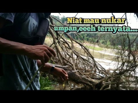 mancing di sungai citarum karawang Niat mau menukar umpan ee TERNYATA.....!!!