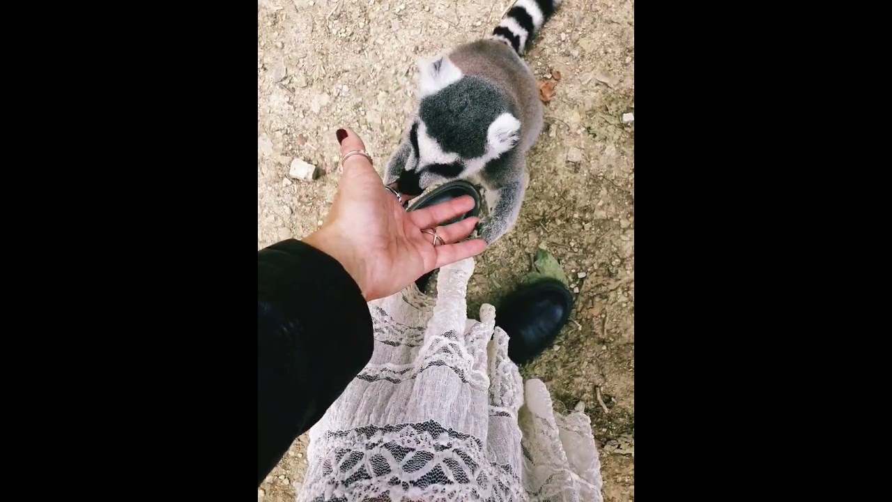 Monkey! ❤🐒 Affenwald Straußberg!