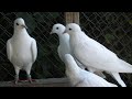 Бакинский белый голуби бойные 🕊️