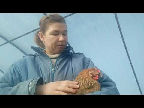 помогаем курице родить яйцо! Лечим последствия