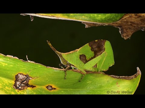 Master of Disguise - Leaf Mimicking Grasshopper