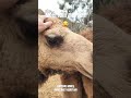 Meet Tom and Bert! Two residential camels at Lentedal, Margaret River WA #westernaustralia #camels