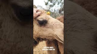 Meet Tom and Bert! Two residential camels at Lentedal, Margaret River WA #westernaustralia #camels