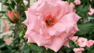 Beautiful flower pictures that will make you positive ... 😍😊#flowers #wallpaper #picture screenshot 1