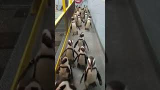 Running of the Penguins