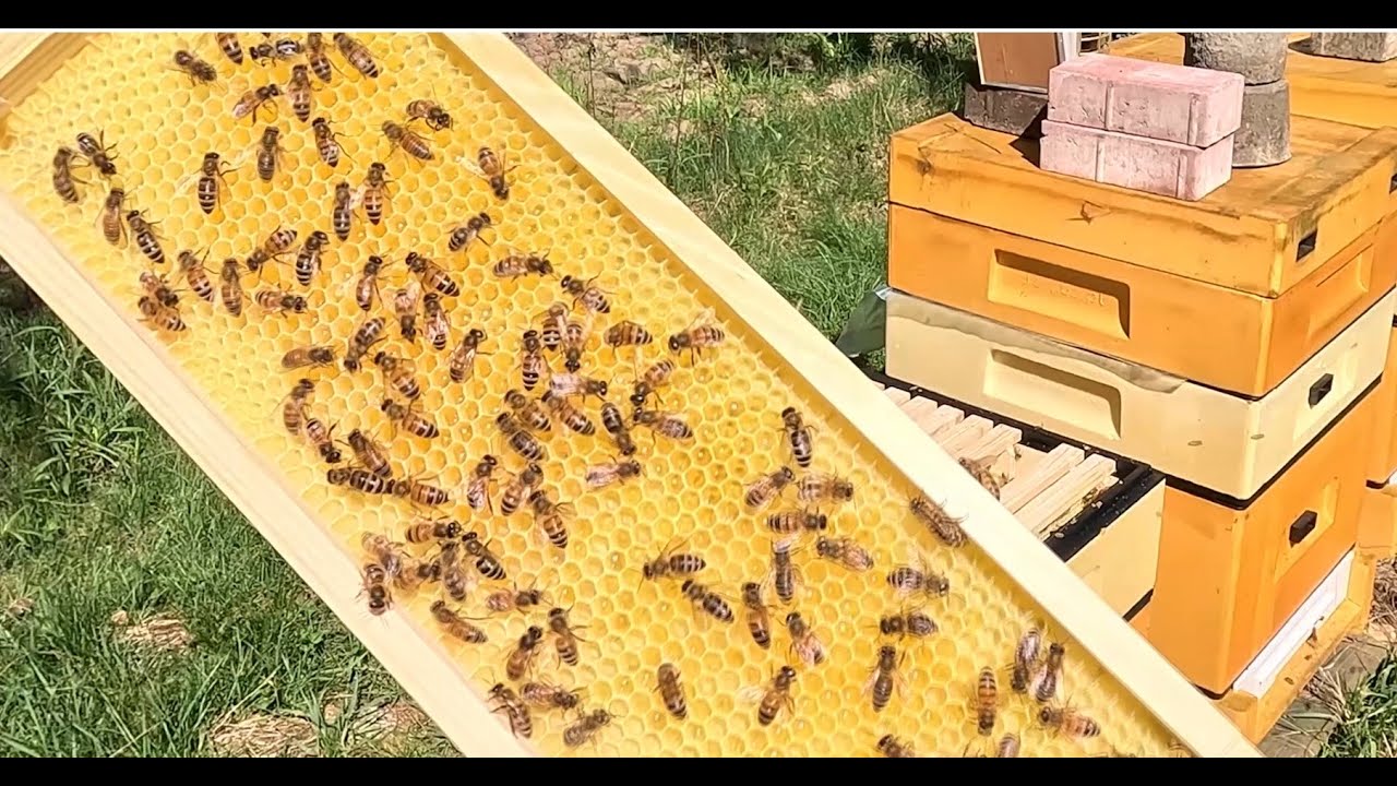 Drugie wiosenne poszerzanie gniazda, ramka pracy i pierwszy nakrop!