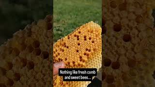 How do we check for varroa? We regularly sample bee bread, drone and worker larvae out of our hive