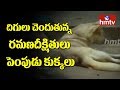 Pets  miss Ramana Deekshitulu, but stoke Controversy