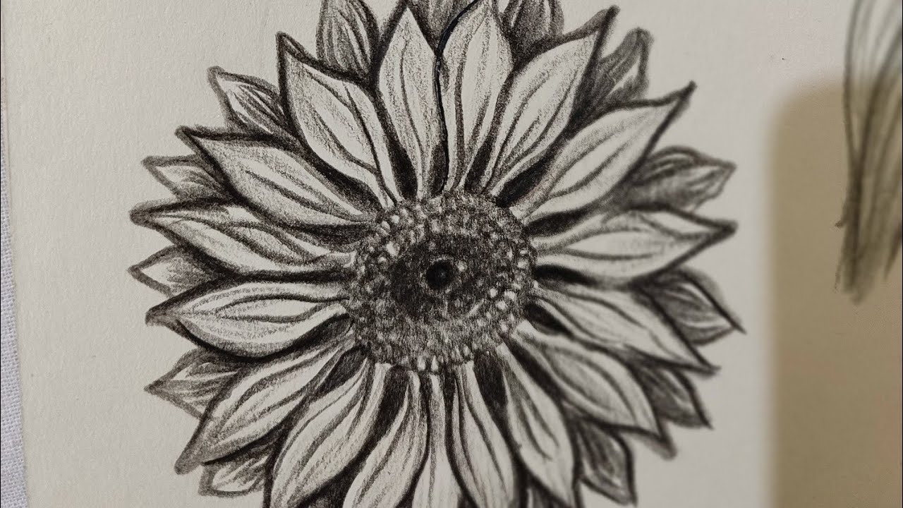 how to shade in sunflower YouTube