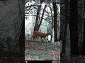 Capriolo femmina #fototrappolaggio #wildlife #nature #animals