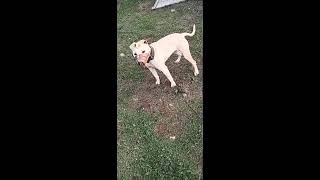 Pitbull Herra, - România