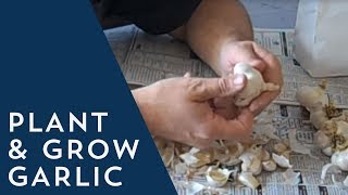 How to Plant and Grow Garlic