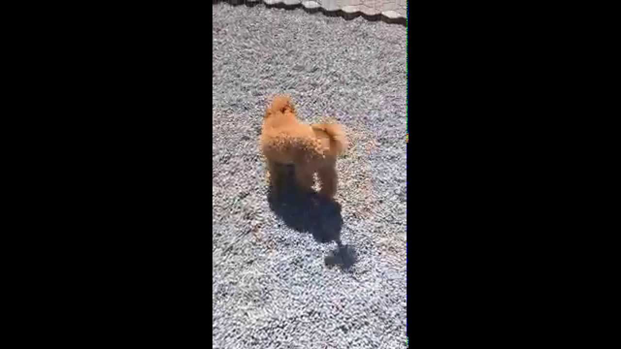 Lefariis Golden  Zako