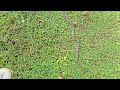 Eastern Milksnake