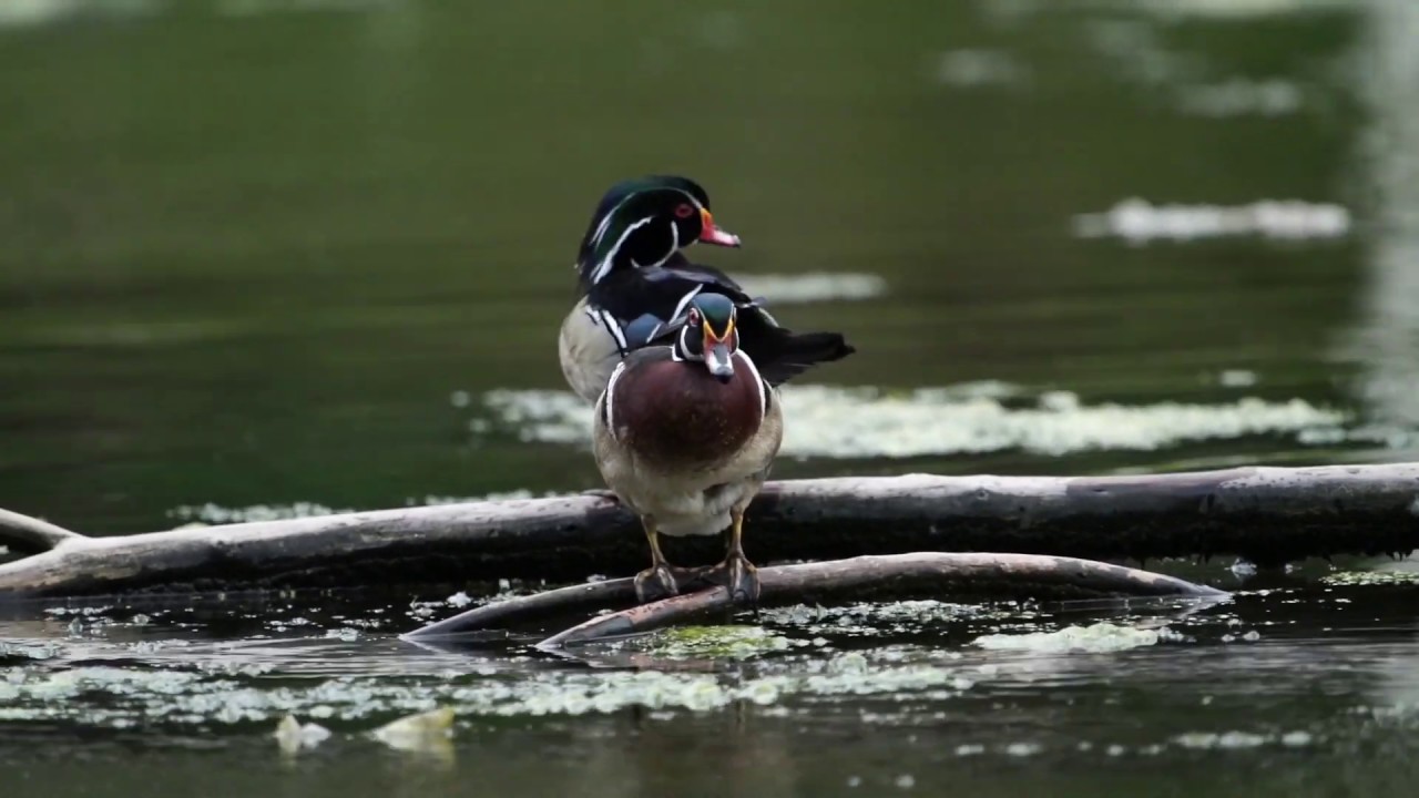 Wood Ducks YouTube