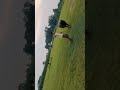 Aaj ka pahla blog kaisa raha और भैंस चराने वाले सभी दोस्त 📸😜😍