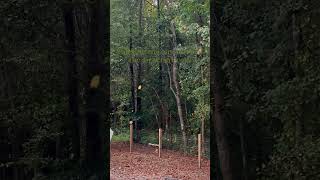 Libbie Bean Loving The Leaves.