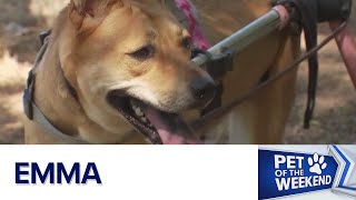 Pet of the Weekend: Meet Emma | FOX 7 Austin