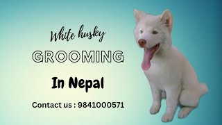 Dog grooming in Nepal | dog nepal by Dogs Nepal Pet Store and grooming parlour 160 views 10 months ago 6 minutes, 51 seconds
