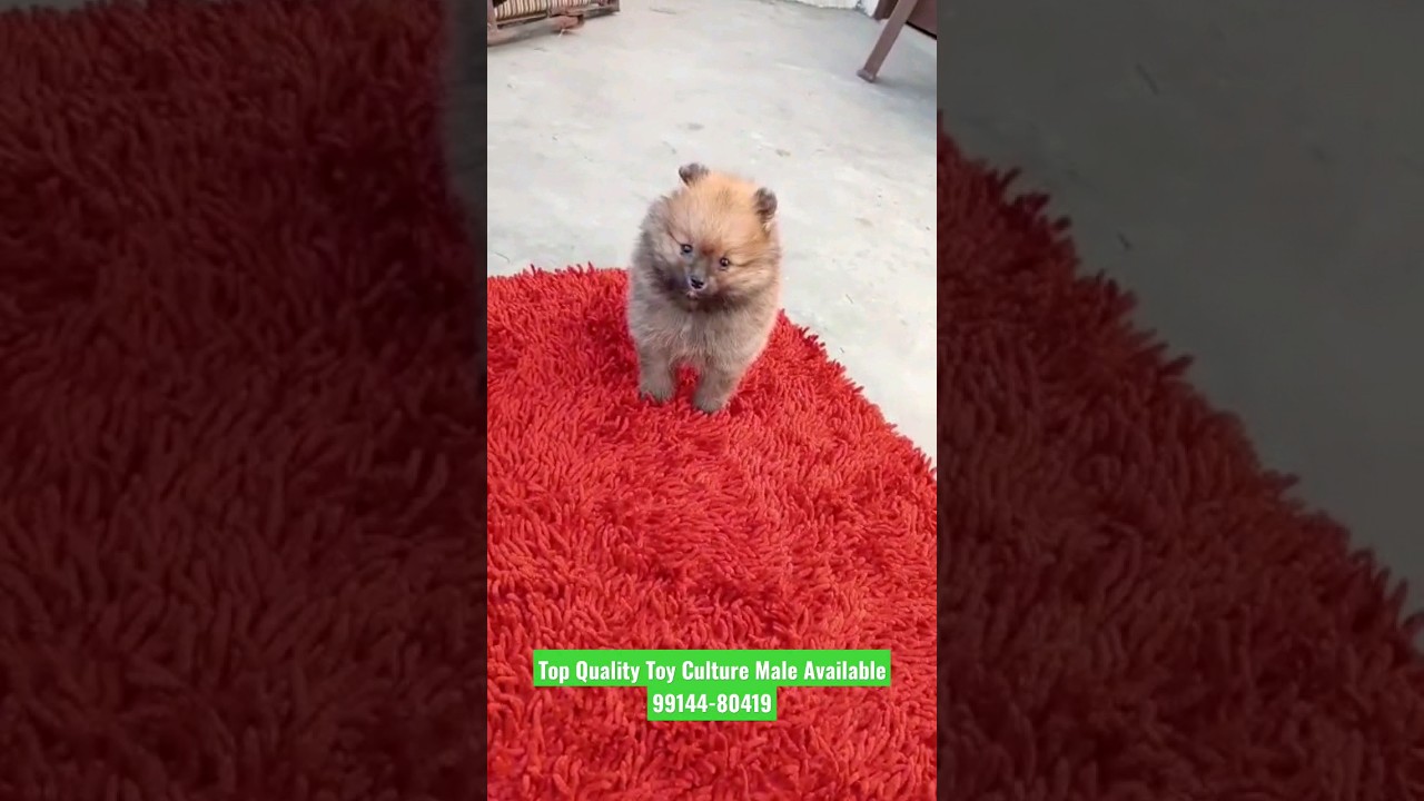 Top Quality Toy Culture Male Available For Sale 99144-80419