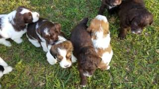 Mini springerdoodle puppies