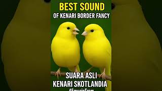 Download Lagu MASTERAN JUARA MURAI LOMBA #kenari #murai #masteranburung #masteranmurai MP3