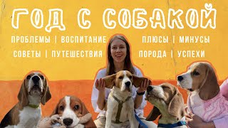 8. ГОД С СОБАКОЙ | жизнь с биглем, опыт, советы | KURSKAYA