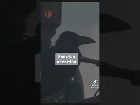 AWAS ‼️ Pertanda dari burung GAGAK 🦅di jepang 🇯🇵 berhati-hatilah #shorts #mitos #jepang