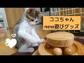 【猫動画】〜我が家の愛猫ココちゃん〜　新しいおもちゃで遊ぶの巻