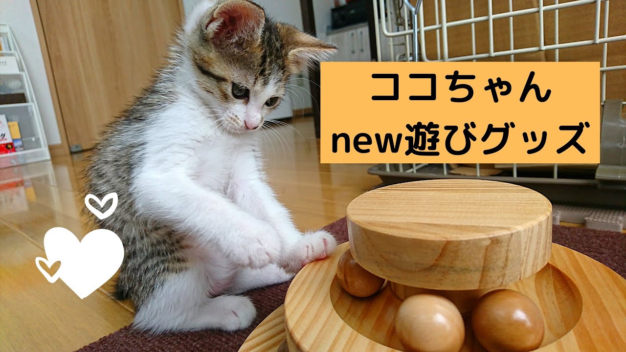 猫動画 我が家の愛猫ココちゃん 新しいおもちゃで遊ぶの巻 Youtube