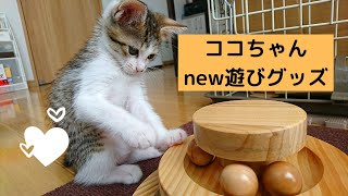 【猫動画】〜我が家の愛猫ココちゃん〜　新しいおもちゃで遊ぶの巻