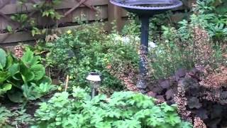 Lucy the Westie surveying her garden realm