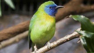 Suara Burung Cucak KINOI gacor Tembakan Cililin Mantap buat MASTERAN semua Burung