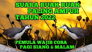 SUARA RUAK RUAK AMPUH | MP3 SUARA RUAK RUAK | FULL 1 JAM TANPA JEDA