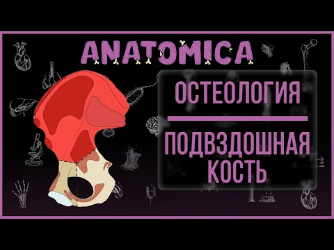 Подвздошная кость / Кости таза / Остеология