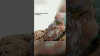 Der Kampf der chronisch kranken Wellensittiche🚑 Warum Felix und Mucki besondere Pflege brauchten