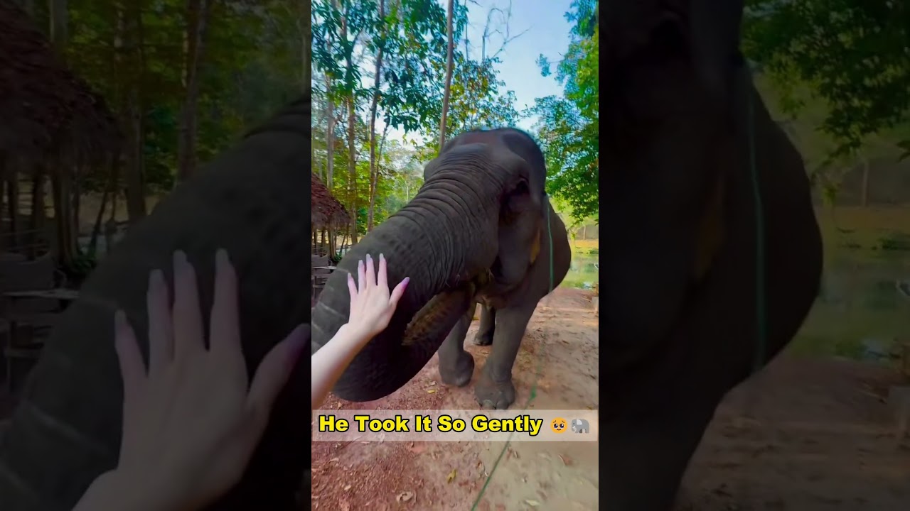 🐘Feeding An Elephant By Hand 🥹 