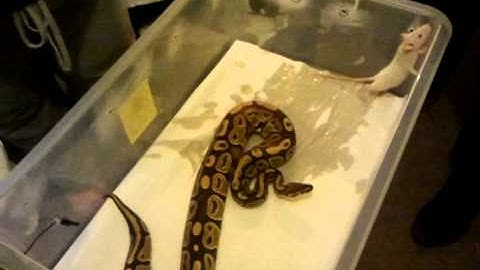 Ball python striking rat.