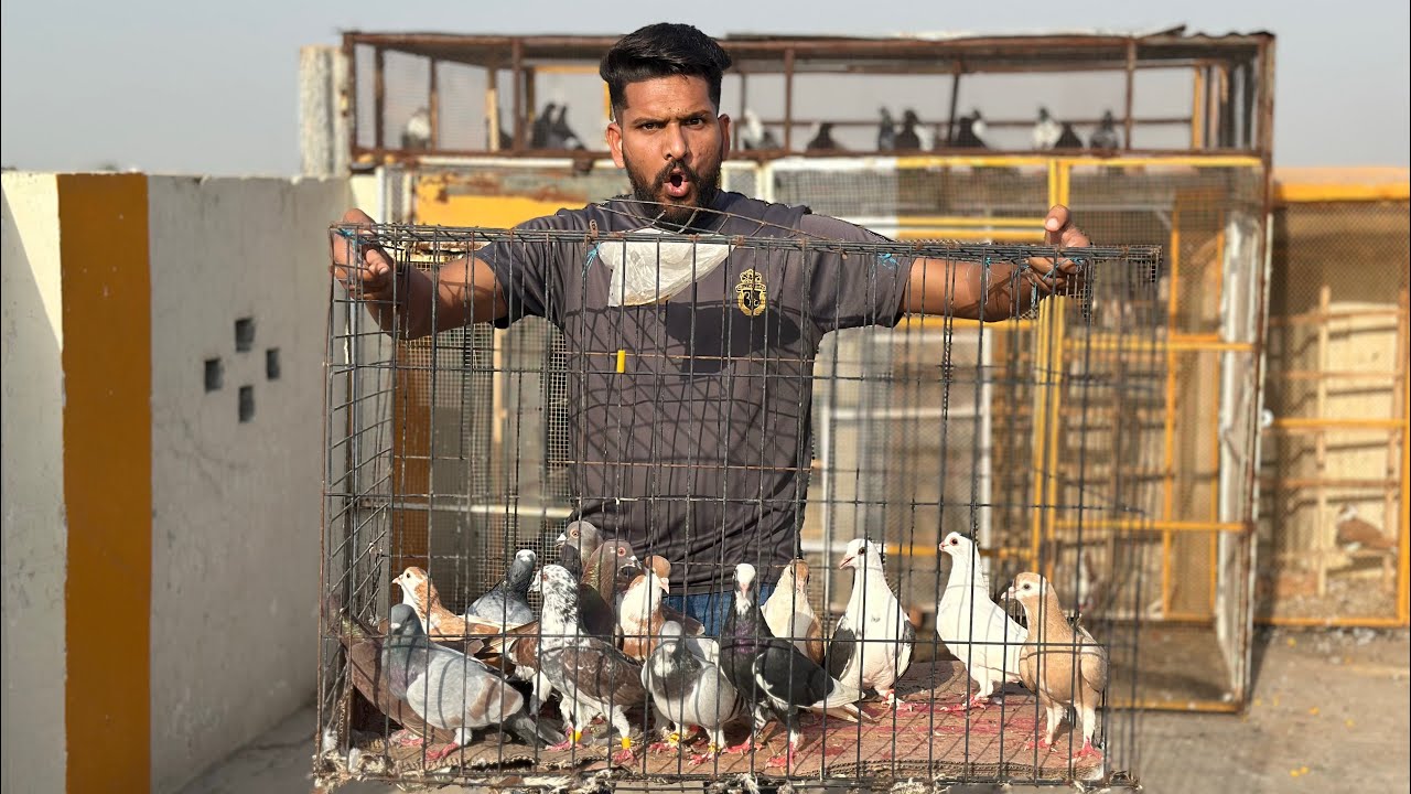 Aaj bohat sare kabutar khareed kar lay aye 😳😱