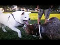 German Shorthaired Pointer Makes Akita Angry At Dog Park