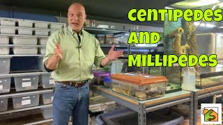 Know your 'pedes. Centipedes v Millipedes