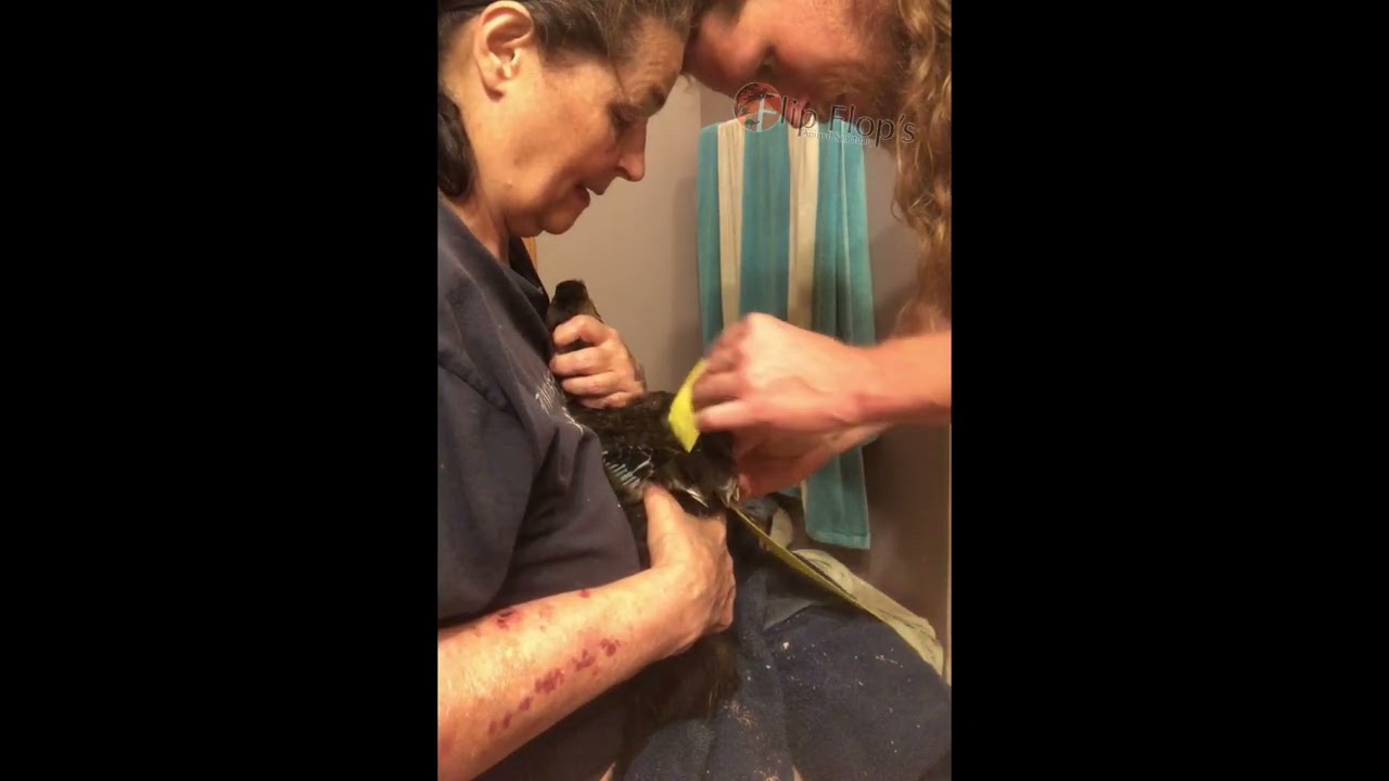 Treating Angel Wing in a Duck