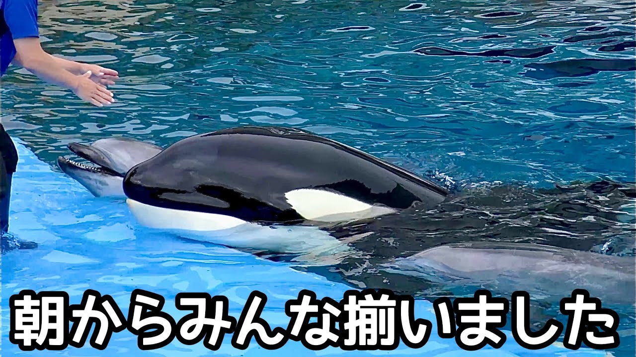 シャチのリンちゃんとバンドウイルカ 朝からトレーナーさんの元に集合