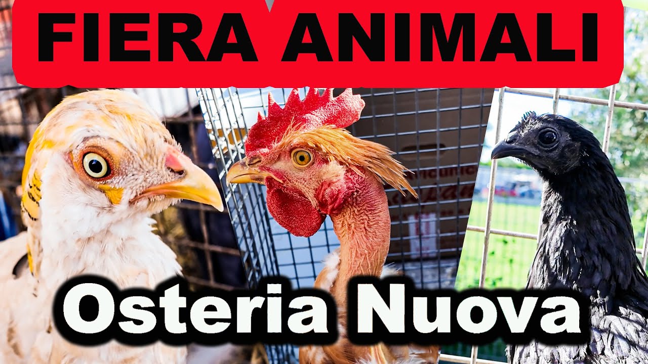 Fiera di Animali a Osteria Nuova 1 06 2025 � Pappagalli, Quaglie e Acquisti Sorprendenti!