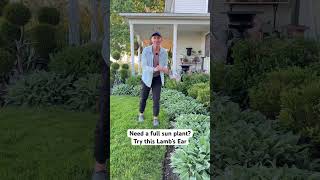 Need A Plant For Full Sun? Try This One