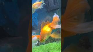 Aquarium Fish 🐠 #fish #aquarium #shorts
