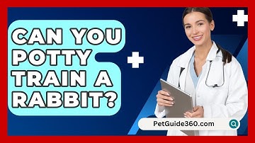 Can You Potty Train a Rabbit? - PetGuide360.com