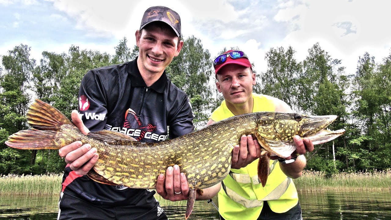 Apie žūklę 2017 06 17. Starkių sezono atidarymas Kauno mariose bei Daugavos užtvankoje Latvijoje.