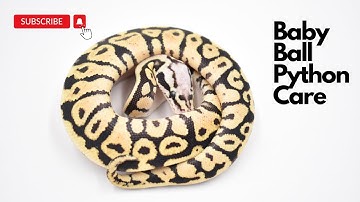 Baby Ball Python Care: a complete guide